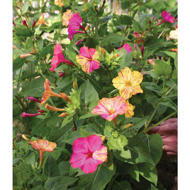 Mirabilis - Stars And Stripes - Flowers
