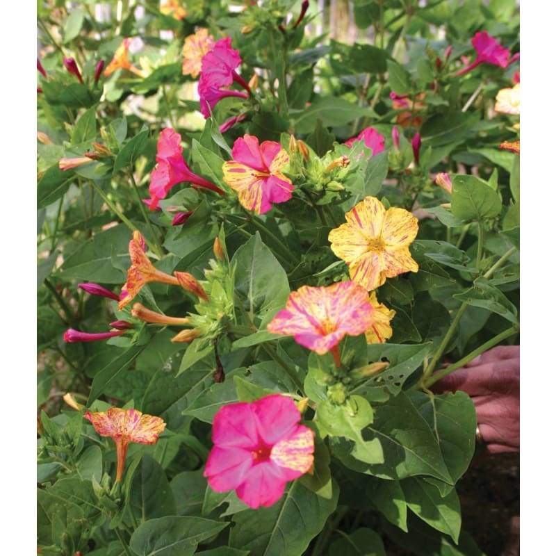 Stars and Stripes Mirabilis - Flowers