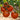 Stellar Tomato (F1 Hybrid 70-75 Days) - Vegetables