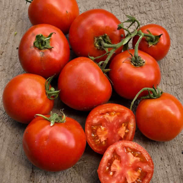 Stellar Tomato (F1 Hybrid 70-75 Days) – Pinetree Garden Seeds