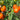 Stellar Tomato (F1 Hybrid 70-75 Days) - Vegetables