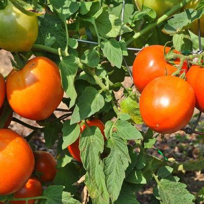 Stellar Tomato (F1 Hybrid 70-75 Days) - Vegetables