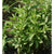 Stevia