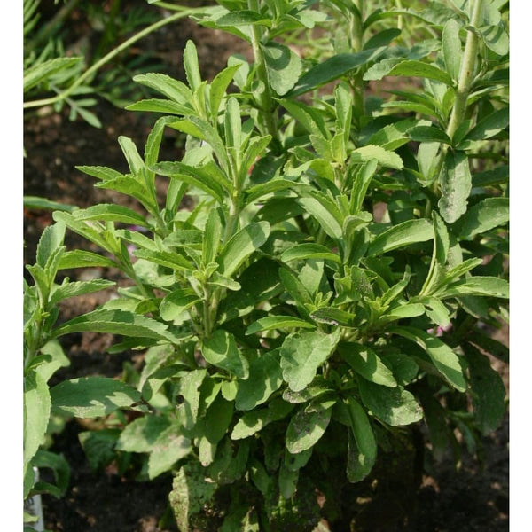 stevia seeds for planting Stevia – Pinetree Garden Seeds