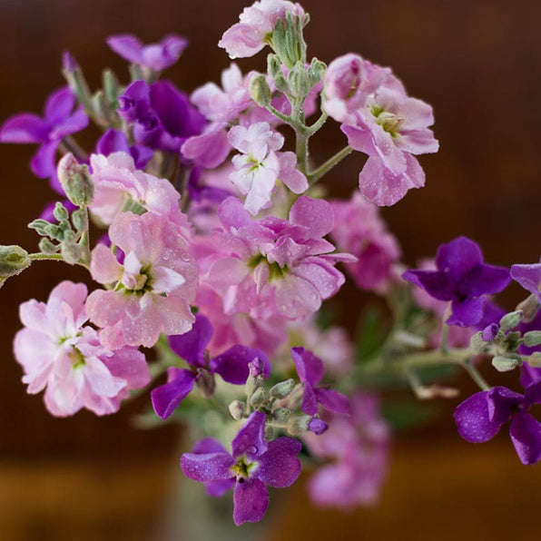 Stocks – Pinetree Garden Seeds