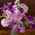 Stocks - Mammoth Excelsior Mix - Flowers