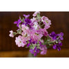 Stocks - Mammoth Excelsior Mix - Flowers
