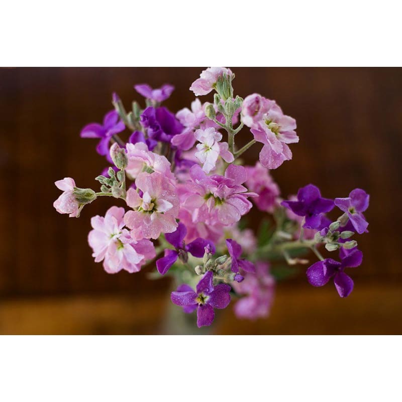 Stocks - Mammoth Excelsior Mix - Flowers