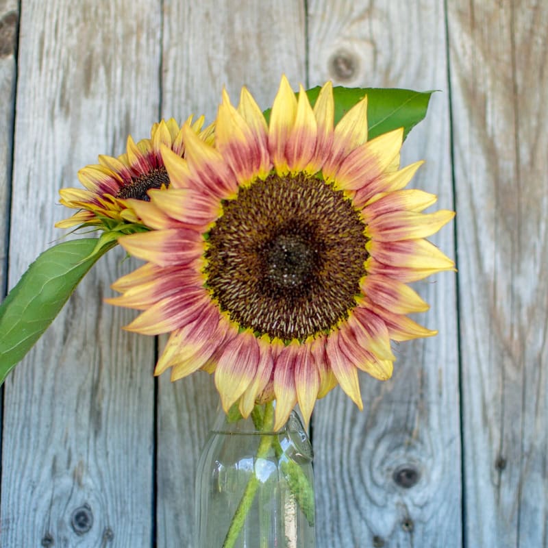 strawberry pink sunflower seeds Strawberry Blonde Sunflower
