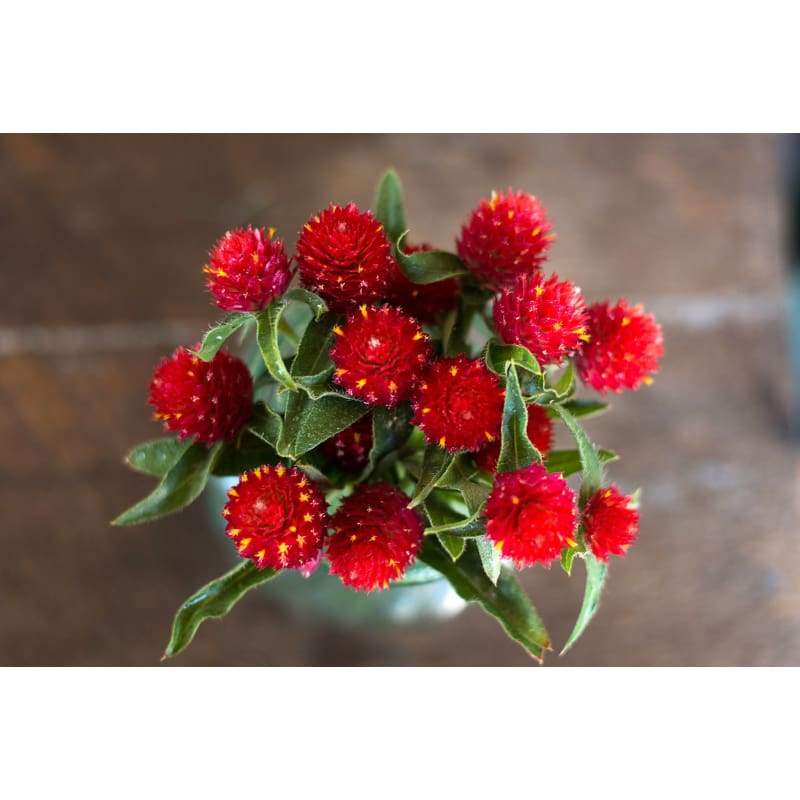 gomphrena strawberry fields seeds Gomphrena Seeds, Strawberry Fields