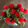 Strawberry Fields Gomphrena - Flowers