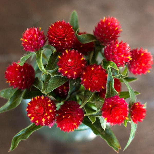 strawberry fields gomphrena seeds Gomphrena Seeds, Strawberry Fields