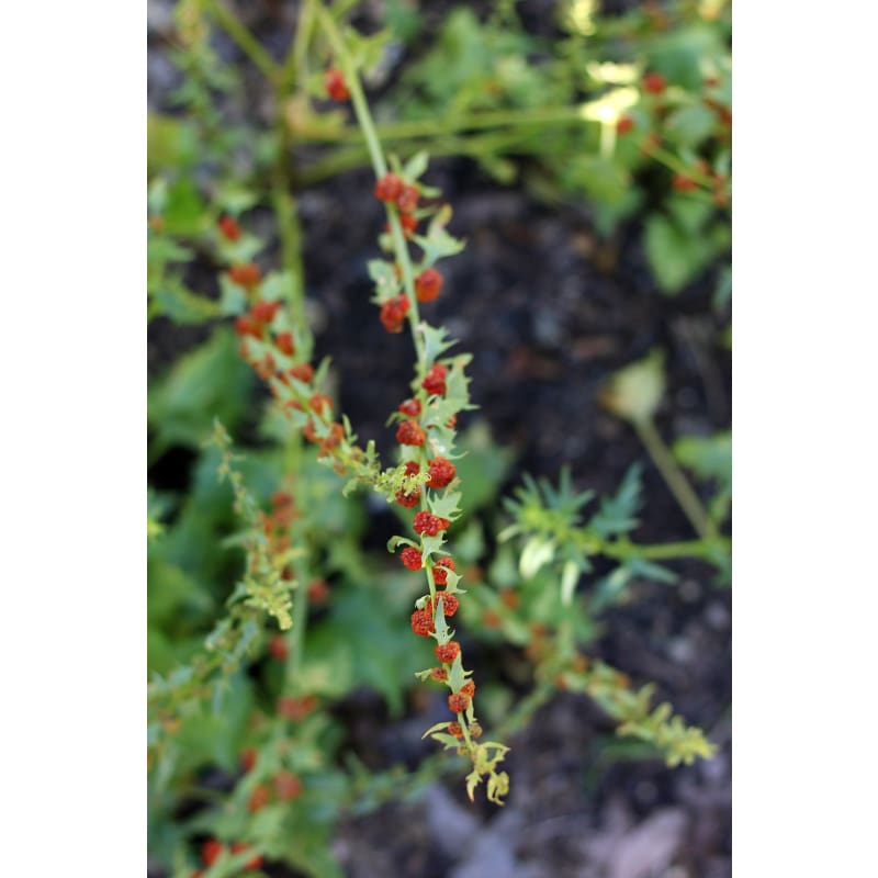 strawberry spinach seeds Strawberry Spinach (Heirloom 32 days) – Pinetree Garden Seeds
