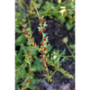 Strawberry Spinach (Organic Heirloom 32 Days) - Vegetables