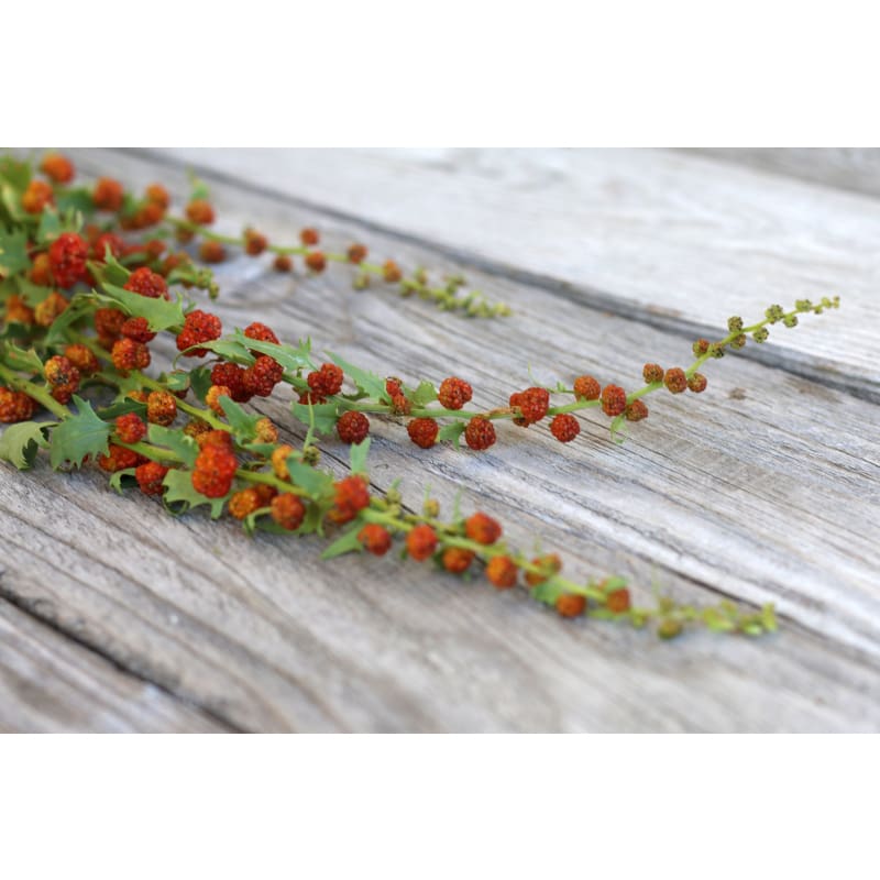 organic heirloom strawberry seeds Strawberry Spinach (Heirloom 32 days) – Pinetree Garden Seeds