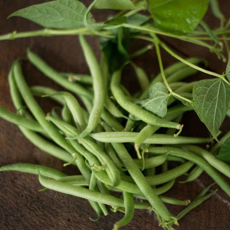 Stringless Green Pod Bush Bean (Heirloom 50 Days) – Pinetree Garden Seeds
