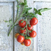 Stupice Tomato (Heirloom 65 Days) - Vegetables