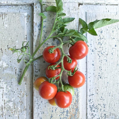 Stupice Tomato (Heirloom 65 Days) - Vegetables