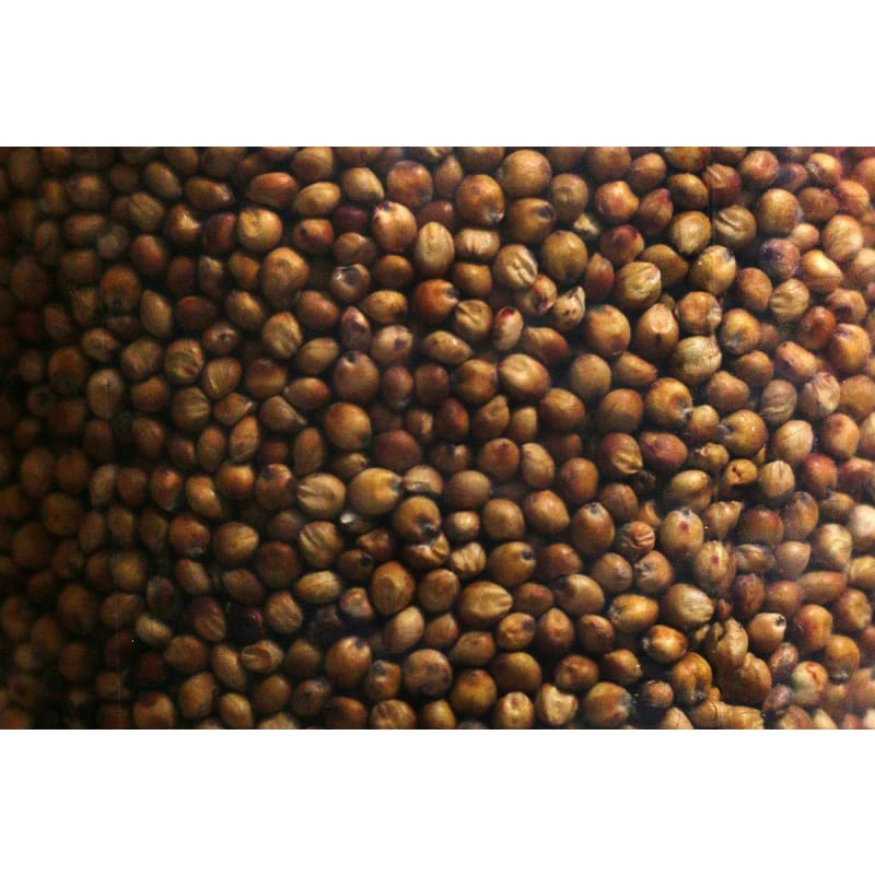 Sudan Grass - Cover Crops