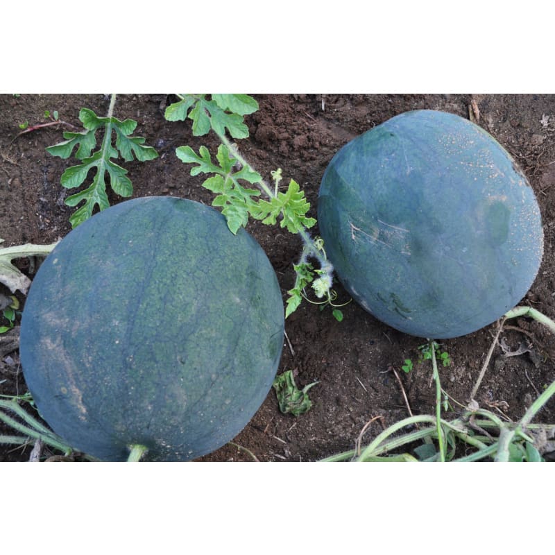 Sugar Baby Watermelon ( 80 Days)