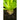 Sugar Beet (100 Days) - Vegetables