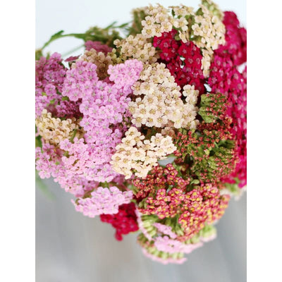 Summer Pastels Yarrow - Flowers