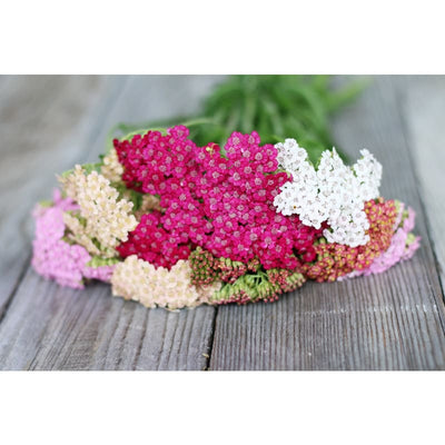 Summer Pastels Yarrow - Flowers