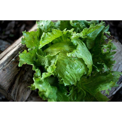 Summertime Lettuce (68 Days) - Vegetables