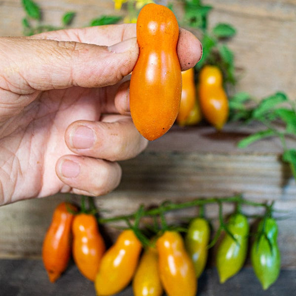 Sun Dipper Tomato (F1 Hybrid 65 Days) – Pinetree Garden Seeds