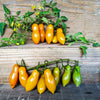 Sun Dipper Tomato (F1 Hybrid 65 Days) - Vegetables