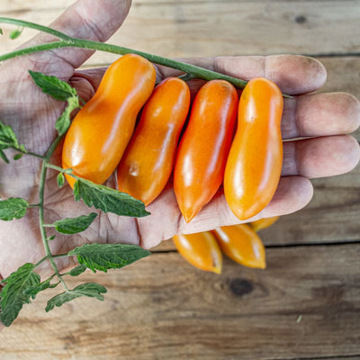 Sun Dipper Tomato (F1 Hybrid 65 Days) - Vegetables