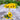 Sunfinity Sunflower - Flowers