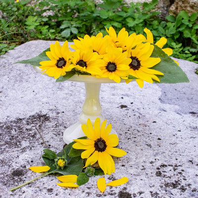 Sunfinity Sunflower - Flowers