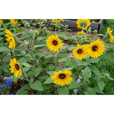 Sunfinity Sunflower - Flowers