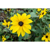 Sunfinity Sunflower - Flowers
