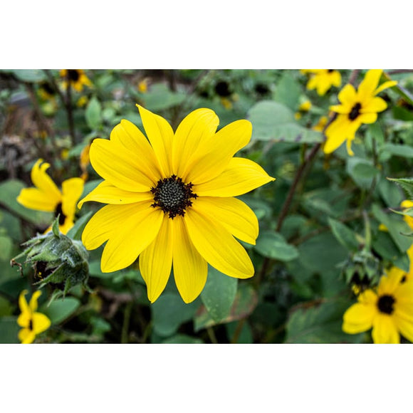 Sunfinity Sunflower Garden Seeds