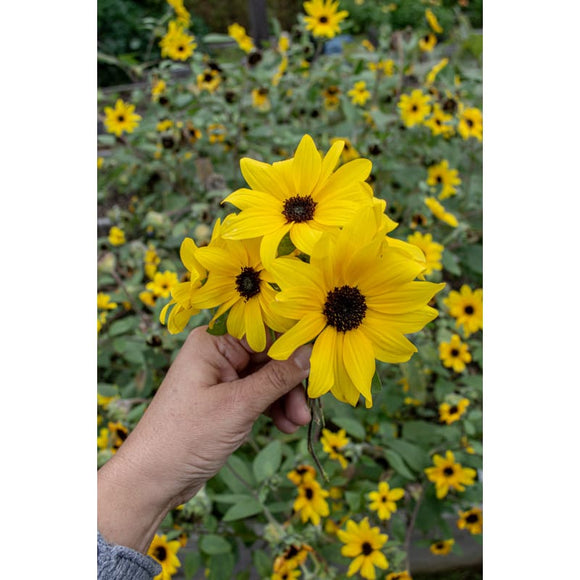 Sunfinity Sunflower Garden Seeds