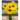 Sunfinity Sunflower - Flowers