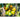 Sunrise Bumble Bee Tomato (Organic 70 Days) - Vegetables