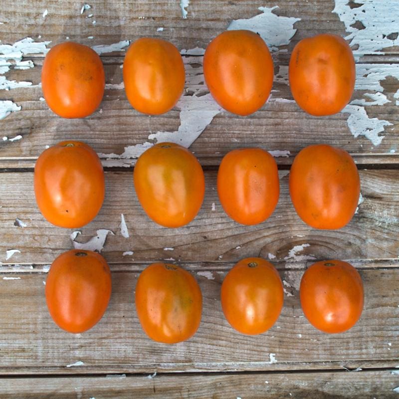 summer sauce tomato plant Sunrise Sauce Tomato (F1 Hybrid 60 Days)