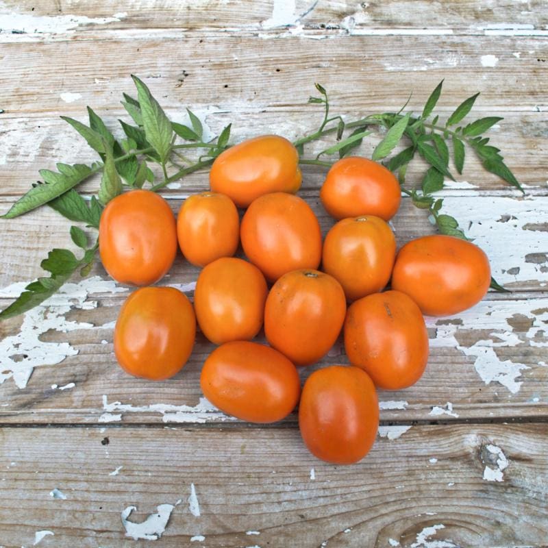 summer sauce tomato plant Sunrise Sauce Tomato (F1 Hybrid 60 Days)