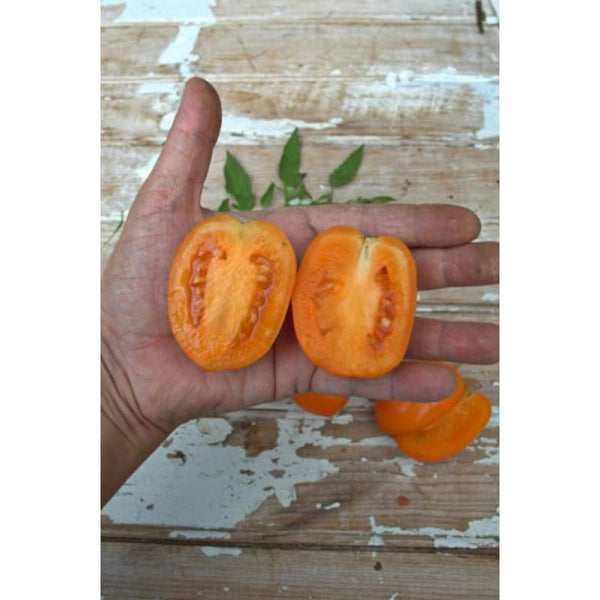 Sunrise Sauce Tomato (F1 Hybrid 60 Days)