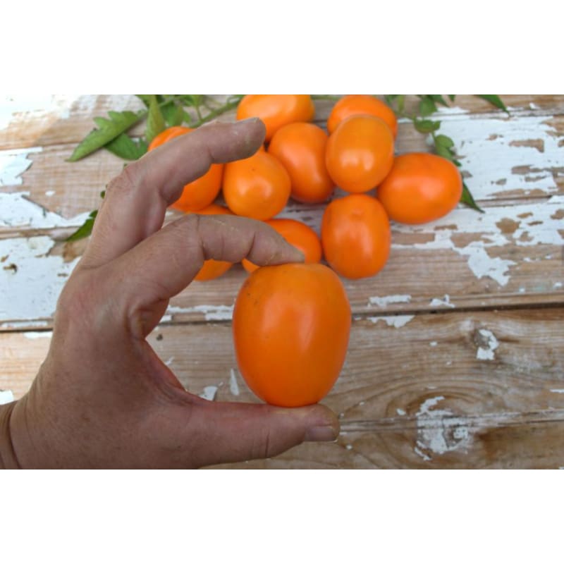 summer sauce tomato plant Sunrise Sauce Tomato (F1 Hybrid 60 Days)
