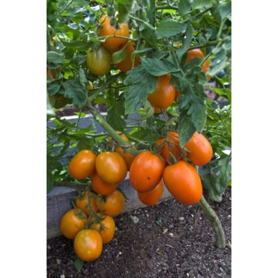 Sunrise Sauce Tomato (F1 Hybrid 60 Days)
