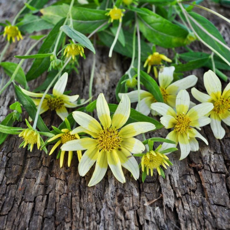 Sunsplash Goldeneye - Flowers