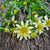 Sunsplash Goldeneye - Flowers