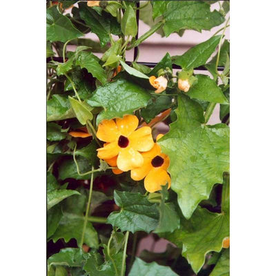 Susie Mix Thunbergia- Black Eyed Susan Vine - Flowers