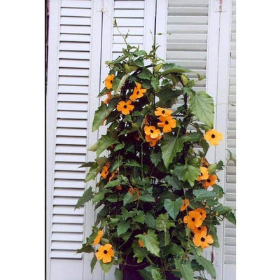 Susie Mix Thunbergia- Black Eyed Susan Vine - Flowers