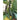 Suyo Long Cucumber (65 Days) - Vegetables