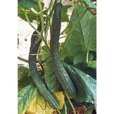 Suyo Long Cucumber (65 Days) - Vegetables